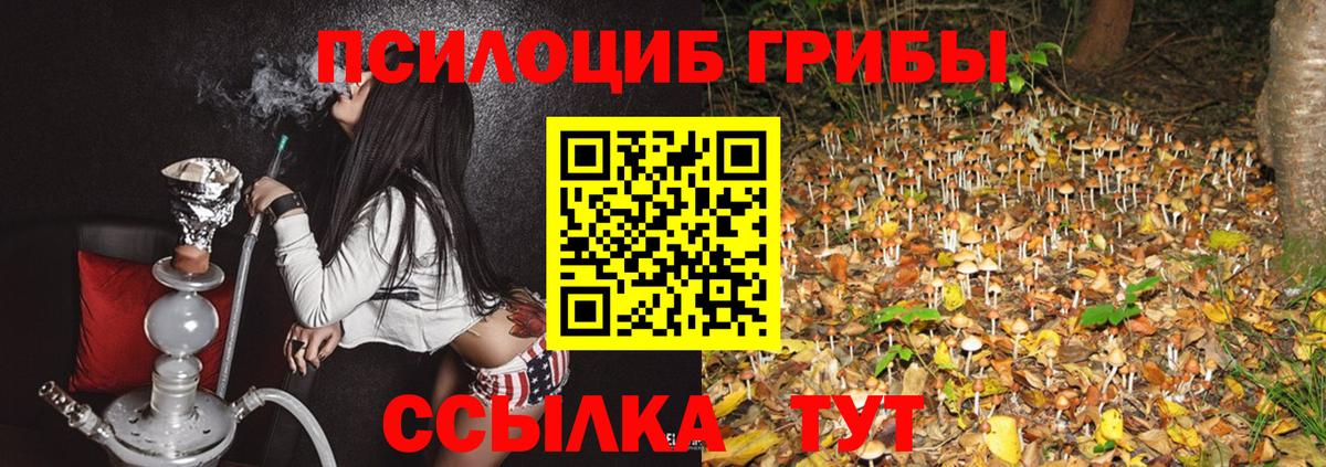 как найти   Вход с VPN  Кингисепп  Псилоцибиновые грибы Cubensis 