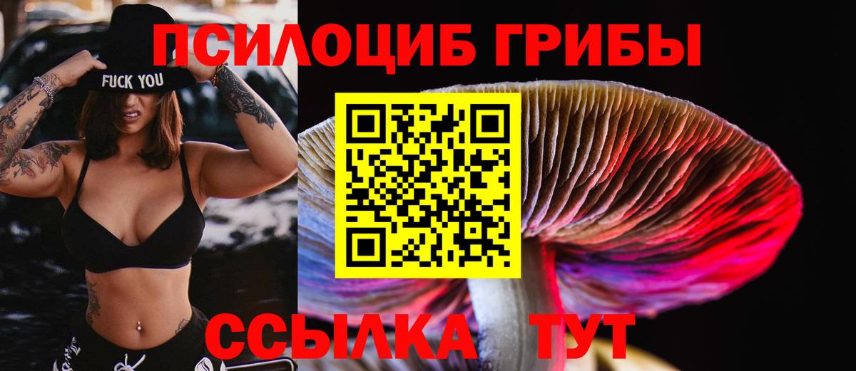 Галлюциногенные грибы Psilocybe Кингисепп